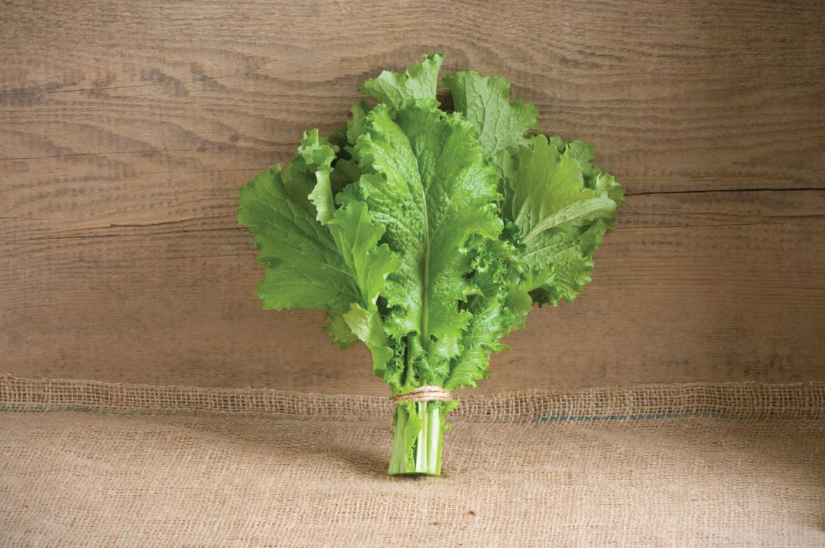 Green Wave – Organic Mustard Green Seed